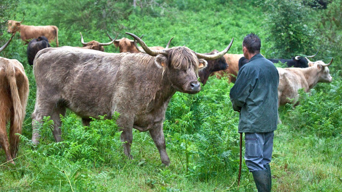 AGRICULTEURS-VACHES-TROUPEAU-AFP