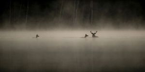 Cinéma : le miracle du “Chant des forêts”, à l’affût de la Création