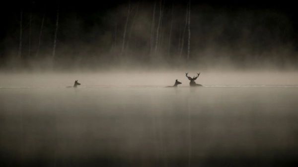 LECHANT-DES-FORETS-DOCUMENTAIRE