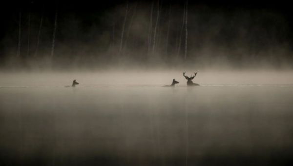 Corner Item Image - Cinéma : le miracle du “Chant des forêts”, à l’affût de la Création