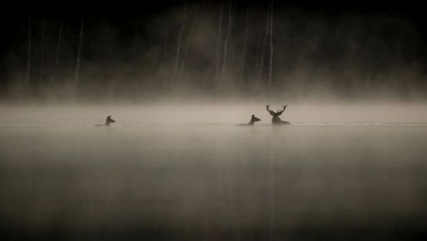 LECHANT-DES-FORETS-DOCUMENTAIRE