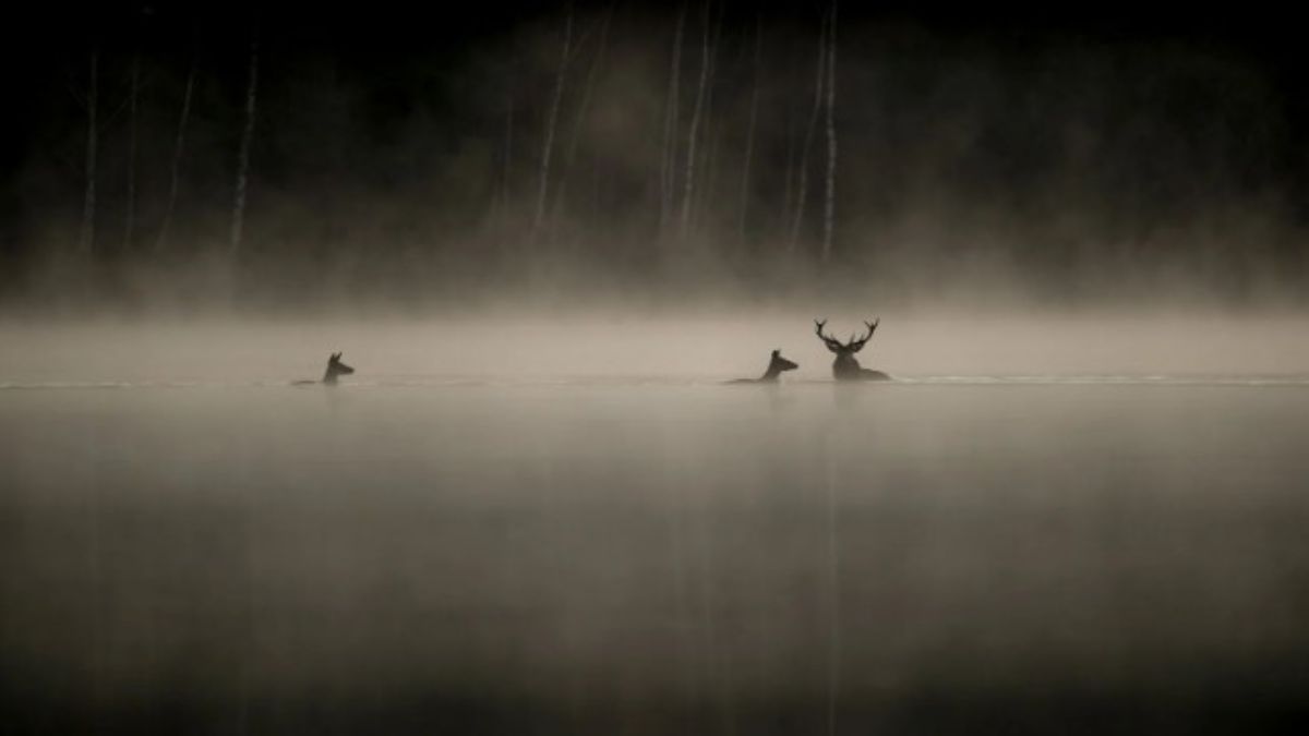 LECHANT-DES-FORETS-DOCUMENTAIRE