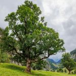 Le sycomore, arbre biblique d’une conversion inattendue