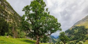 Le sycomore, arbre biblique d’une conversion inattendue