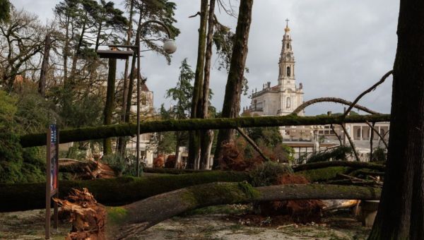 Arbres déracinés au sanctuaire de Notre-Dame de Fatima fin janvier 2026 après le passage de la tempête Kristin au centre du Portugal.