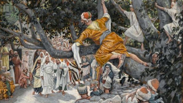 Le sycomore, arbre biblique d’une conversion inattendue