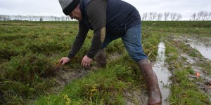 Face aux fortes intempéries, des agriculteurs en première ligne