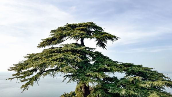 Corner Item Image - Le cèdre, arbre biblique qui élève le regard vers Dieu