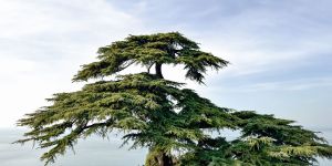Le cèdre, arbre biblique qui élève le regard vers Dieu