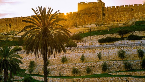 Corner Item Image - Le palmier, arbre biblique au seuil de la Passion