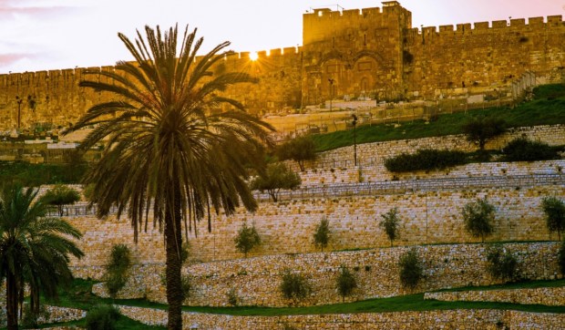 Corner Hero Image - Le palmier, arbre biblique au seuil de la Passion