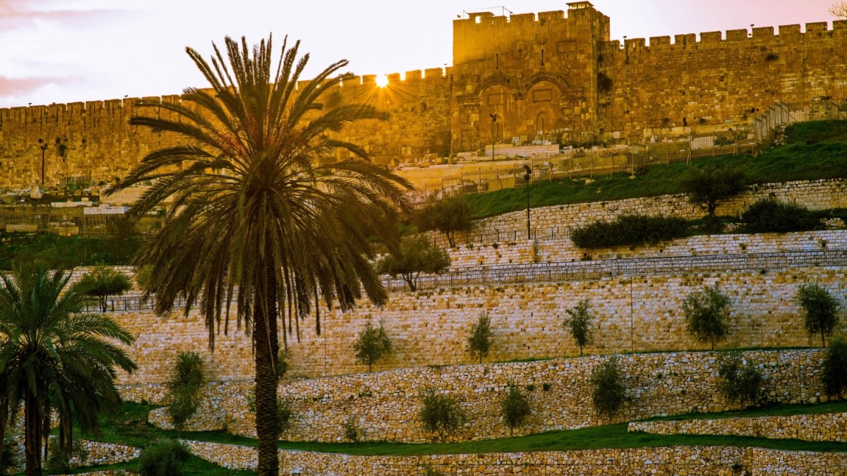 palmiers-jerusalem.jpg