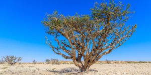 L’encens, l’arbre dont la prière fait son parfum