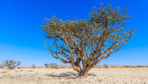 Corner Item Image - L’encens, l’arbre dont la prière fait son parfum