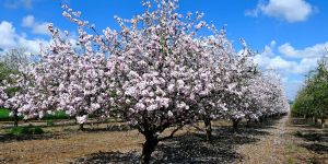 L’amandier, l’arbre qui veille dans la Bible