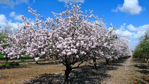 Corner Item Image - L’amandier, l’arbre qui veille dans la Bible