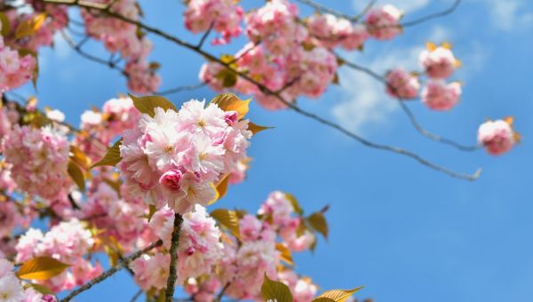 cerisiers-fleurs-printemps-shutterstock