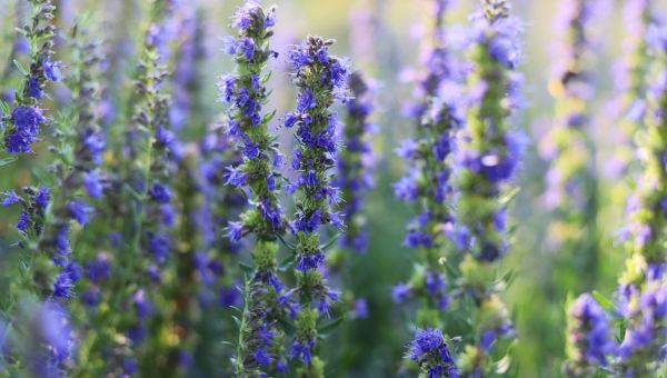 Corner Item Image - L’hysope, plante biblique de l’Exode à la Croix