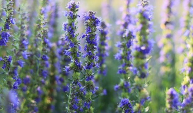 Corner Hero Image - L’hysope, plante biblique de l’Exode à la Croix