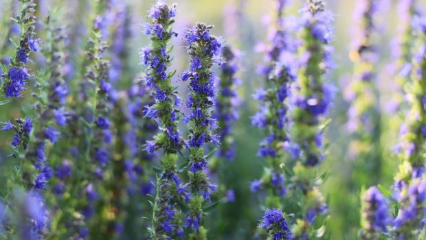 hysope-plante-bible-shutterstock