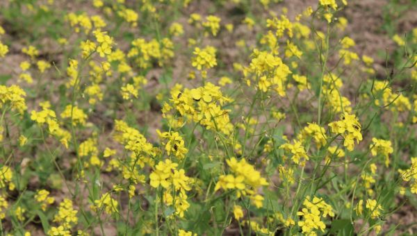 Corner Item Image - Pourquoi le sénevé est devenu la plus célèbre graine de la Bible