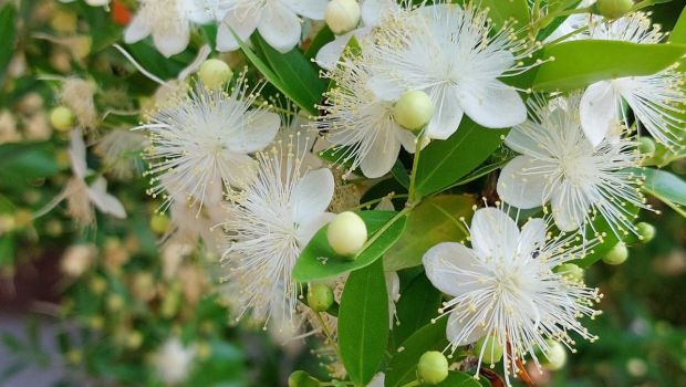 Fleurs-de-myrte-blanche