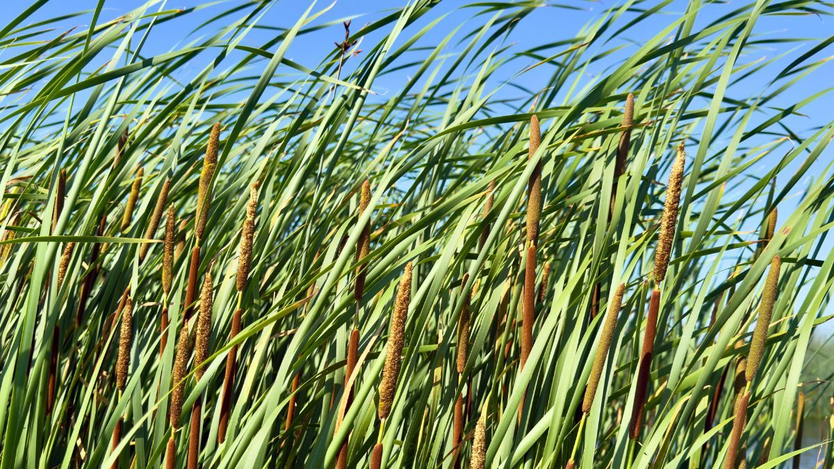 ROSEAU-PLANTE-BIBLE-SHUTTERSTOCK