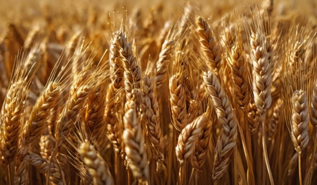 Corner Hero Image - Blé, orge, épeautre… la place stratégique des céréales dans la Bible