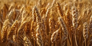 Blé, orge, épeautre… la place stratégique des céréales dans la Bible