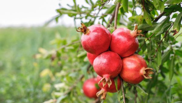 Corner Item Image - Que signifie le grenadier dans la Bible ?