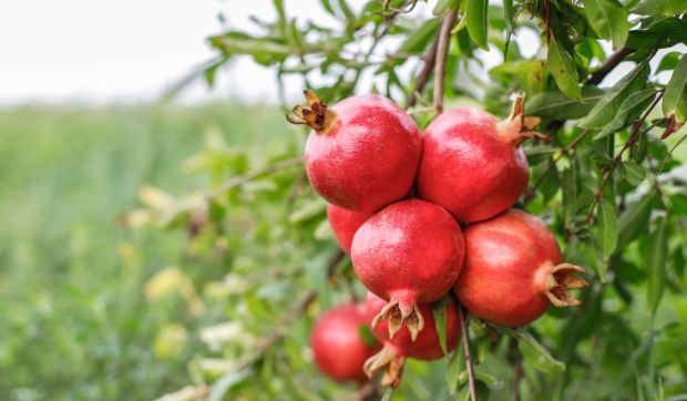 Corner Hero Image - Que signifie le grenadier dans la Bible ?