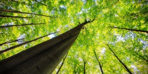 Ce que les arbres nous disent de nos racines, du ciel et de la vie