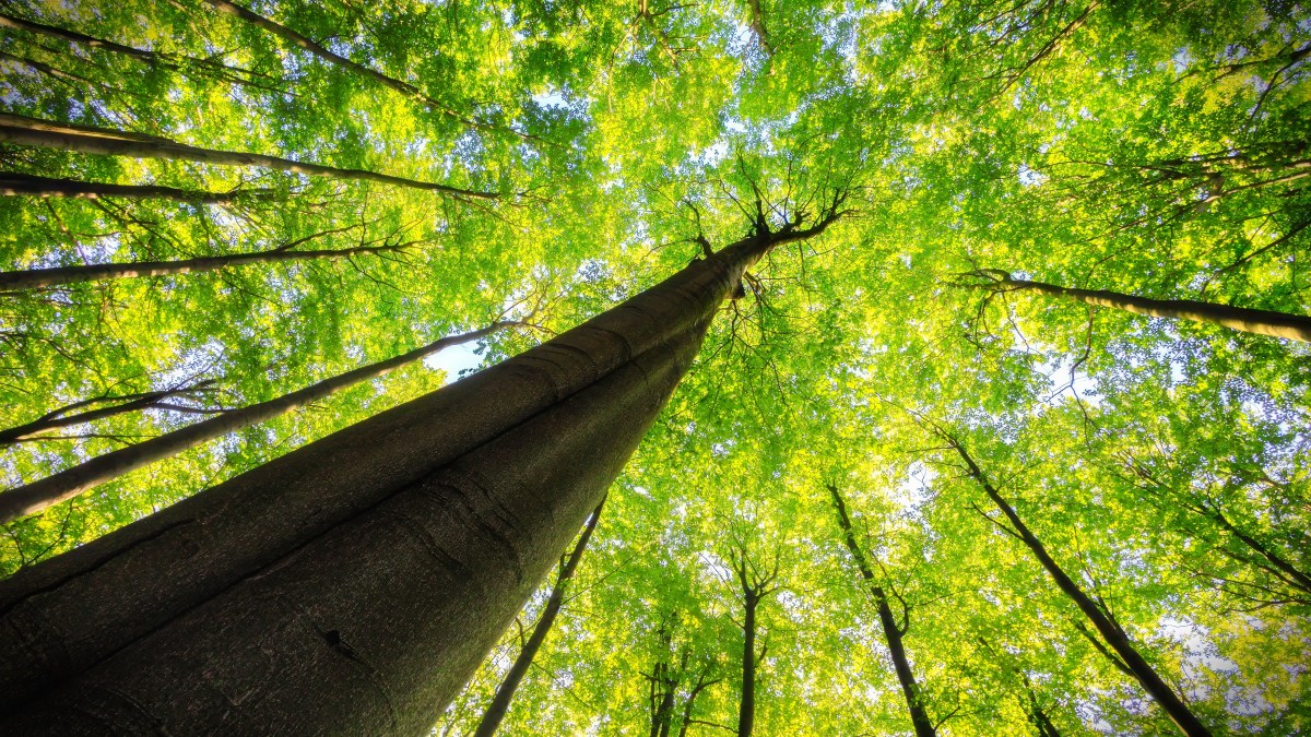 "Toute la philosophie est comme un arbre, dont les racines sont la métaphysique, le tronc est la physique, et les branches qui sortent de ce tronc sont toutes les autres sciences qui se réduisent à trois principales, à savoir la médecine, la mécanique et la morale." Descartes, Principes de la philosophie (1644)