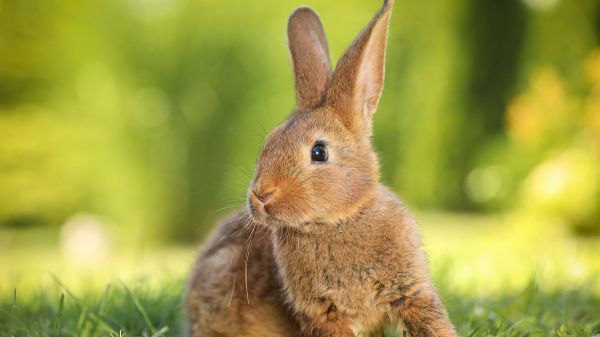 lapin-animal-shutterstock