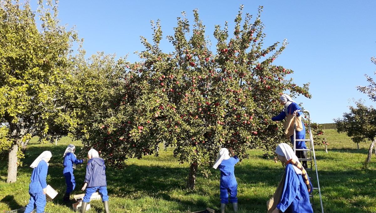 Le verger des sœurs du monastère Notre-Dame du Sacré-Cœur de Chambarand, dans le diocèse de Grenoble, regorge de mille variétés de pommes. Un fruit que les Bernardines s’emploient chaque jour à transformer en chips croustillantes depuis 2025.