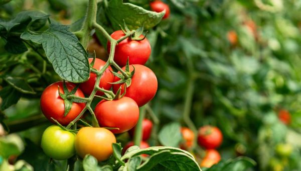 potager-tomates-shutterstock