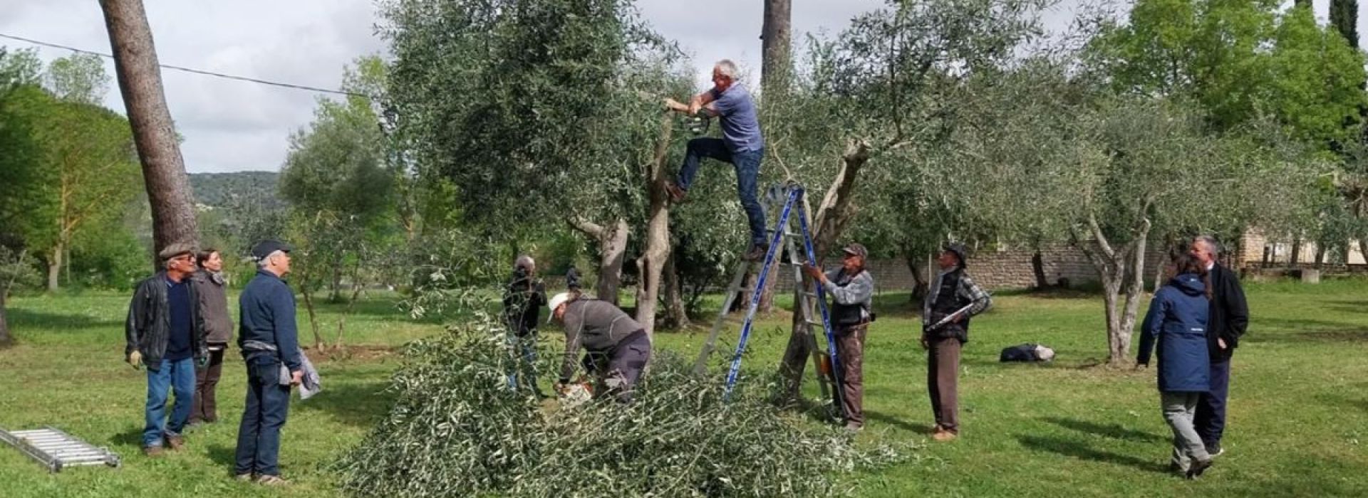 Olive-Notre-Dame-de-Marceille-1.jpg