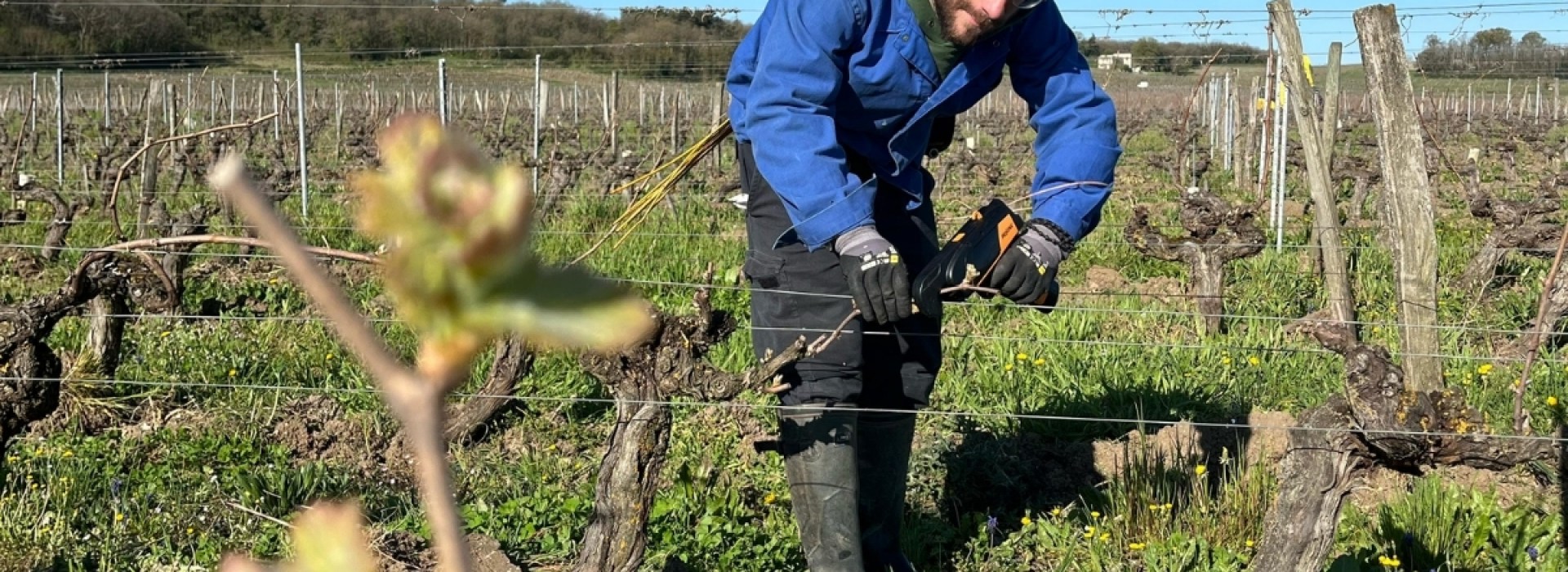 THEOPHANE-LEROUX-VIGNES.jpg